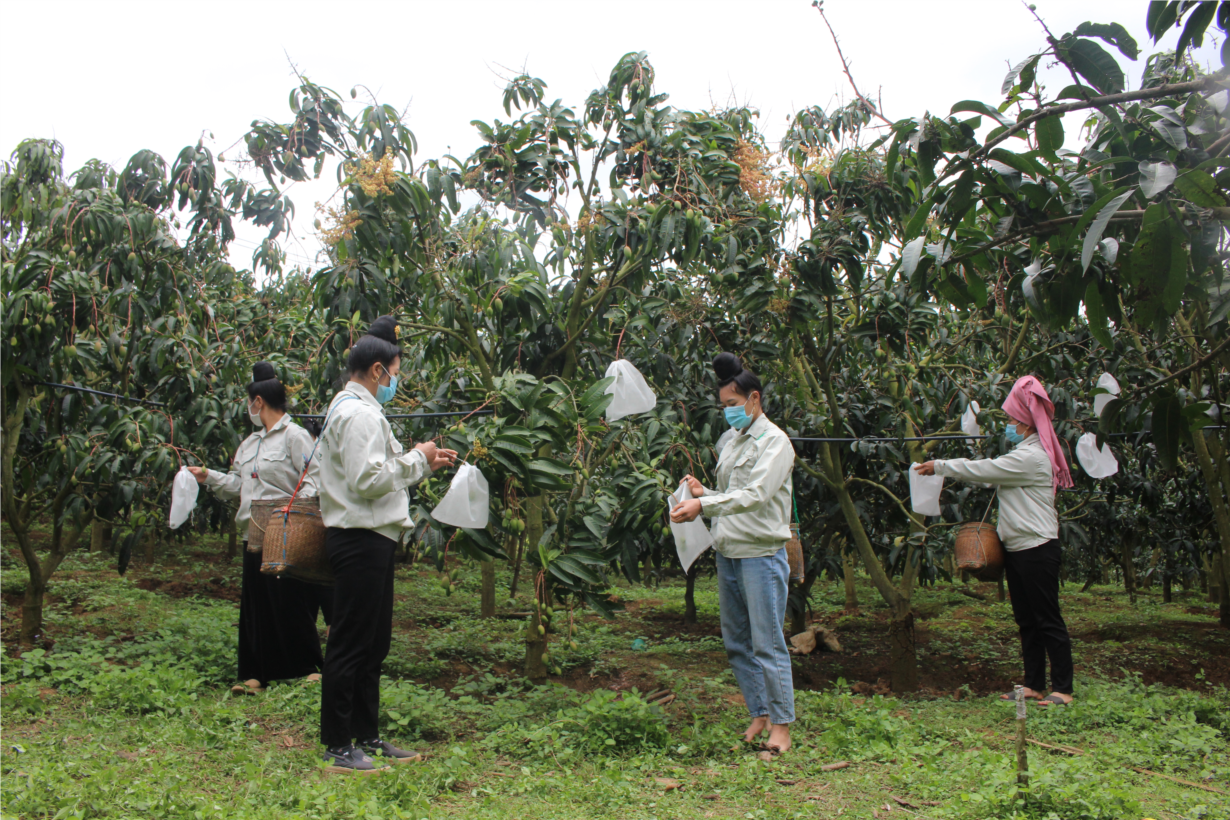 Nông dân Sơn La phấn đấu “mặc áo” cho 15 triệu trái cây (02/4/2022)